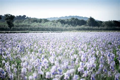 dans les champs de chanel lcoation france|visite guidée des champs de fleurs Chanel à Grasse .